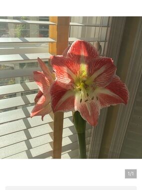 Shipping label For DeeDee